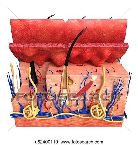 Stock Photo - Human skin anatomy, illustration. Fotosearch
