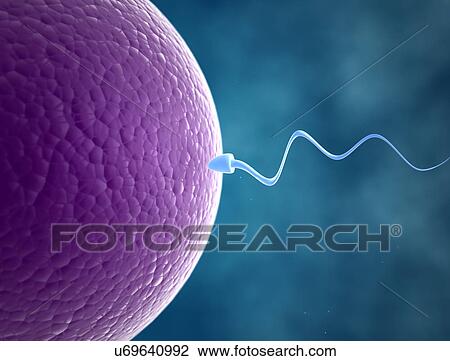 Stock Image - Human sperm and egg. Fotosearch