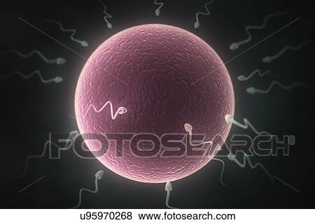 Human sperm and egg View Large Photo Image Stock Photo - Human sperm and egg. Fotosearch
