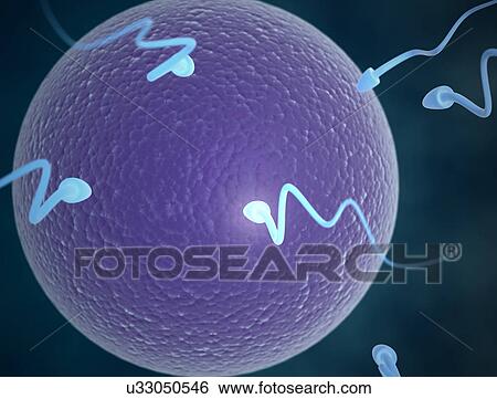 Human sperm and egg View Large Photo Image Stock Photograph - Human sperm and egg. Fotosearch