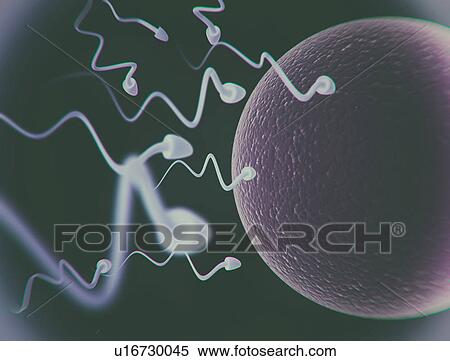 Human sperm and egg View Large Photo Image Stock Photography - Human sperm and egg. Fotosearch