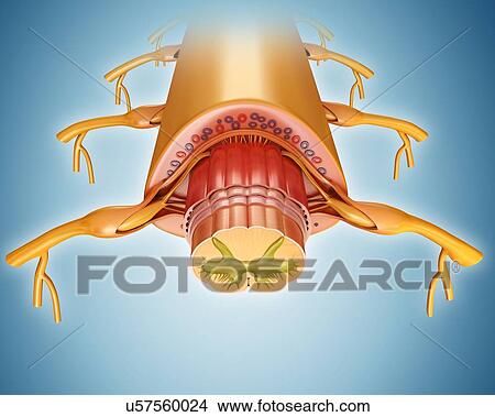 Picture - Human spinal cord cross-section, illustration. Fotosearch