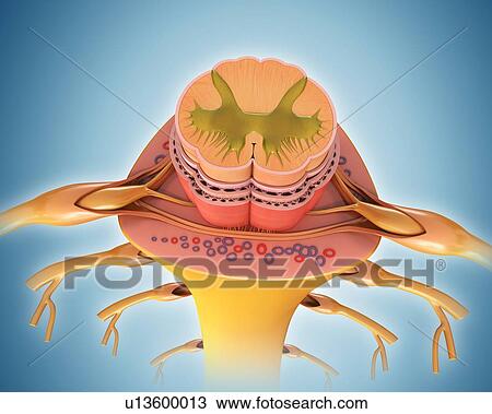 Human spinal cord cross-section, illustration View Large Photo Image Stock Image - Human spinal cord cross-section, illustration. Fotosearch