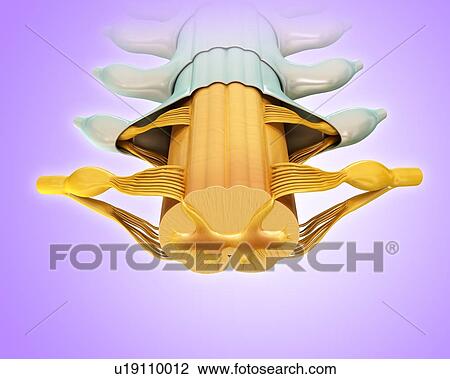 Stock Image - Human spinal cord cross-section, illustration. Fotosearch