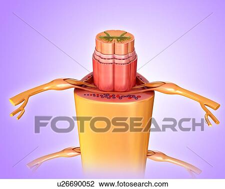 Stock Image - Human spinal cord cross-section, illustration. Fotosearch