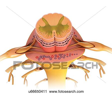 Stock Image - Human spinal cord cross-section, illustration. Fotosearch