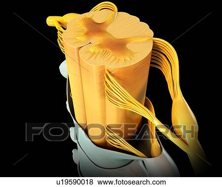 Stock Photo - Human spinal cord cross-section, illustration. Fotosearch
