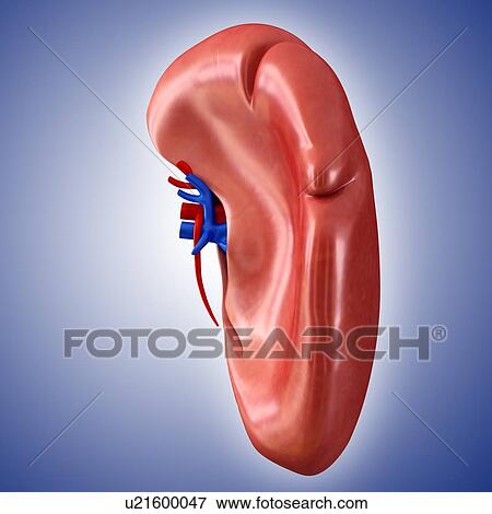 Stock Photo - Human spleen, illustration. Fotosearch