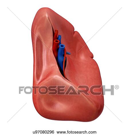 Stock Photograph - Human spleen, illustration. Fotosearch