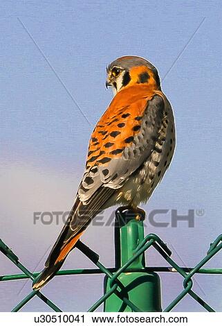 Kestrel View Large Photo Image Stock Image - Kestrel. Fotosearch