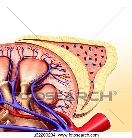 Kidney and adrenal gland anatomy, illustration View Large Photo Image Picture - Kidney and adrenal gland anatomy, illustration. Fotosearch
