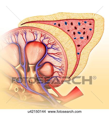 Kidney and adrenal gland anatomy, illustration View Large Photo Image Picture - Kidney and adrenal gland anatomy, illustration. Fotosearch