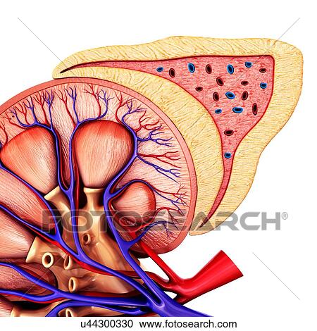 Stock Image - Kidney and adrenal gland anatomy, illustration. Fotosearch