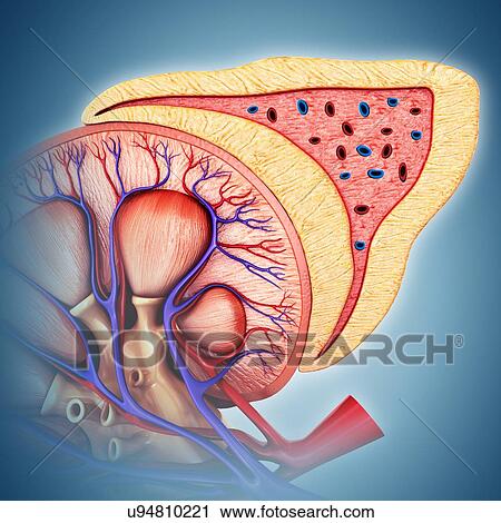Stock Image - Kidney and adrenal gland anatomy, illustration. Fotosearch