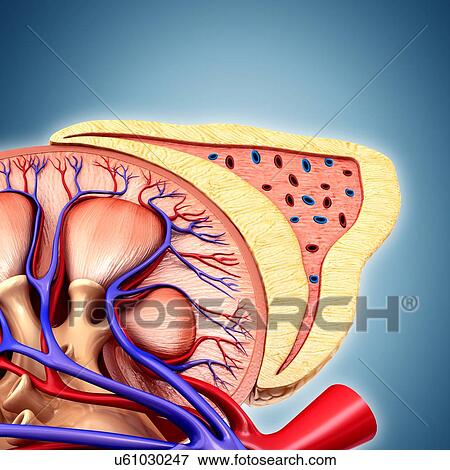 Stock Photo - Kidney and adrenal gland anatomy, illustration. Fotosearch