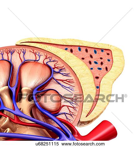 Stock Photography - Kidney and adrenal gland anatomy, illustration. Fotosearch