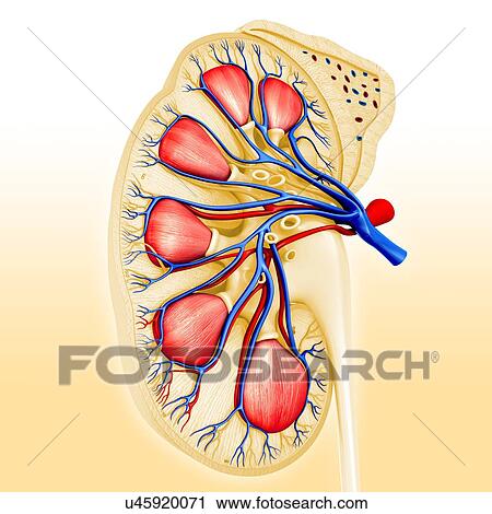 Stock Image - Kidney cross-section, illustration. Fotosearch