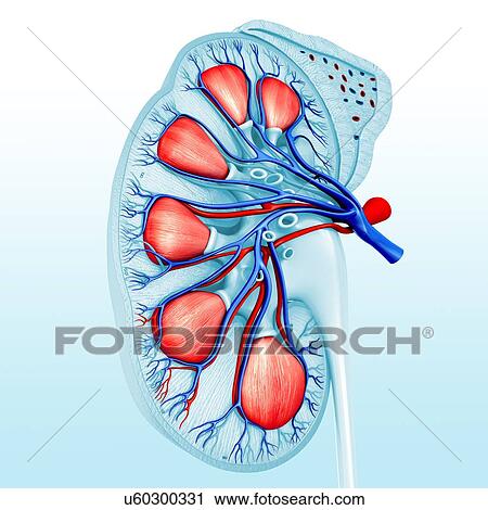 Kidney cross-section, illustration View Large Photo Image Stock Image - Kidney cross-section, illustration. Fotosearch