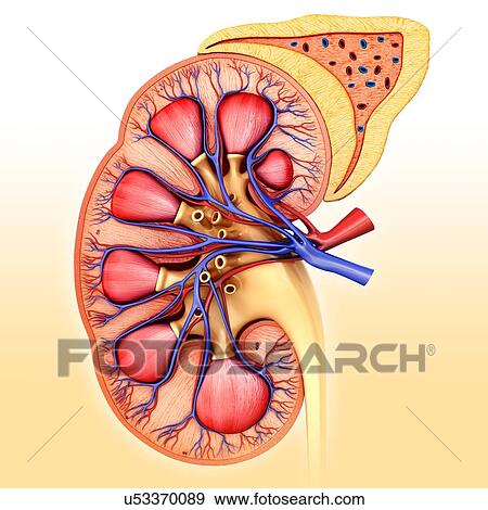 Kidney cross-section, illustration View Large Photo Image Stock Photo - Kidney cross-section, illustration. Fotosearch