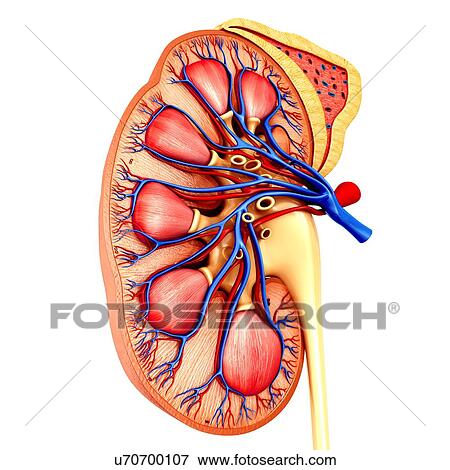 Stock Photo - Kidney cross-section, illustration. Fotosearch