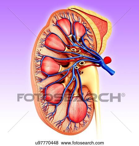 Kidney cross-section, illustration View Large Photo Image Stock Photo - Kidney cross-section, illustration. Fotosearch