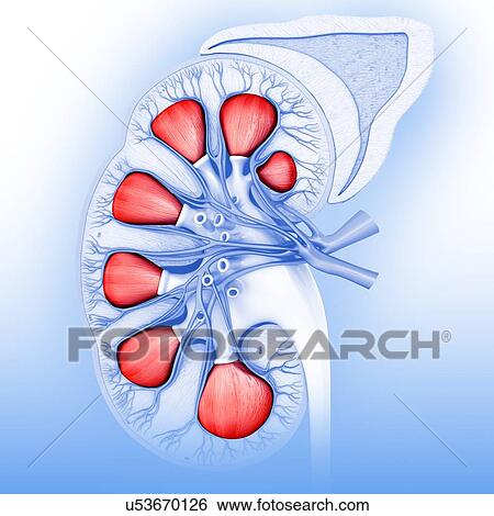 Kidney cross-section, illustration View Large Photo Image Stock Photograph - Kidney cross-section, illustration. Fotosearch
