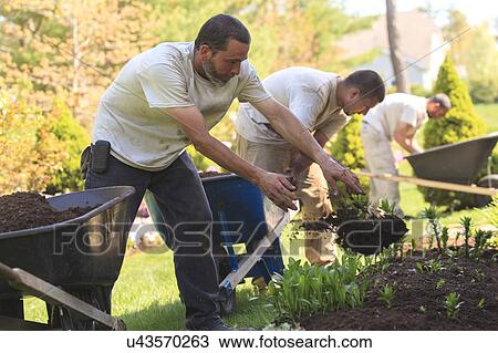 Landscapers at work in garden View Large Photo Image Stock Image - Landscapers at work in garden. Fotosearch