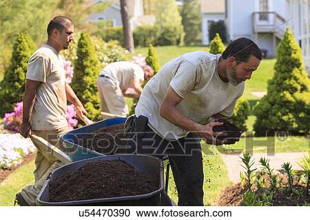Landscapers at work in garden View Large Photo Image Stock Image - Landscapers at work in garden. Fotosearch