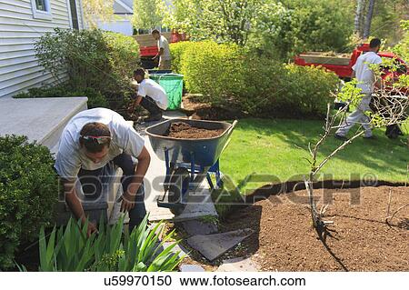 Stock Image - Landscapers at work in garden. Fotosearch