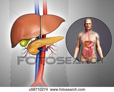 Liver and pancreas anatomy, illustration View Large Photo Image Picture - Liver and pancreas anatomy, illustration. Fotosearch