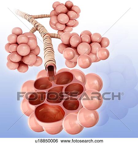 Stock Photograph - Lung alveoli, illustration. Fotosearch