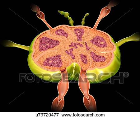 Stock Photo - Lymph node structure, illustration. Fotosearch