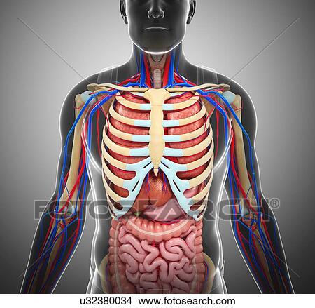 Picture - Male anatomy, illustration. Fotosearch