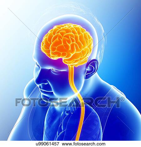 Male brain and spinal cord, illustration View Large Photo Image Stock Photo - Male brain and spinal cord, illustration. Fotosearch