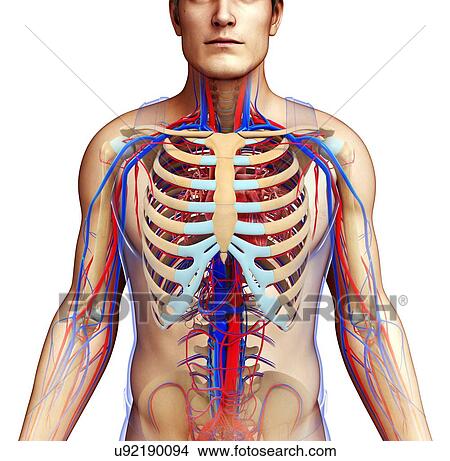 Picture - Male circulatory system, illustration. Fotosearch