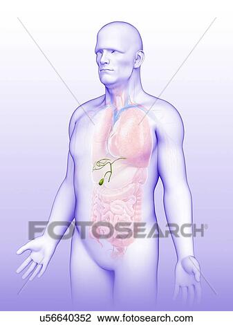 Stock Image - Male gallbladder, illustration. Fotosearch
