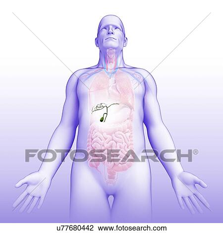 Male gallbladder, illustration View Large Photo Image Stock Image - Male gallbladder, illustration. Fotosearch