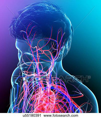 Stock Image - Male head and chest blood vessels, illustration. Fotosearch