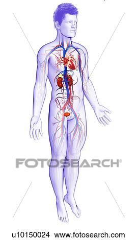 Male heart and kidneys, illustration View Large Photo Image Picture - Male heart and kidneys, illustration. Fotosearch