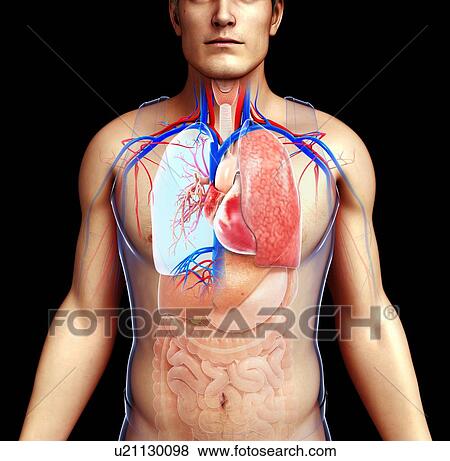 Male heart-lung system, illustration View Large Photo Image Stock Photo - Male heart-lung system, illustration. Fotosearch