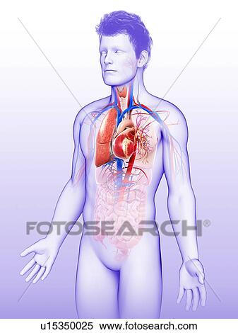 Stock Photography - Male heart-lung system, illustration. Fotosearch