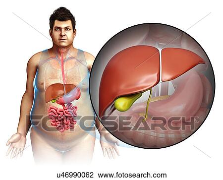 Male liver anatomy, illustration View Large Photo Image Stock Image - Male liver anatomy, illustration. Fotosearch