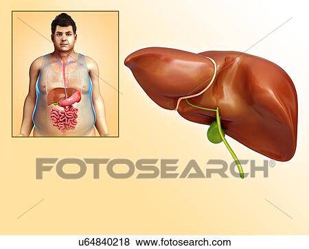 Male liver anatomy, illustration View Large Photo Image Stock Photo - Male liver anatomy, illustration. Fotosearch