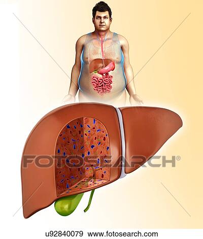 Male liver anatomy, illustration View Large Photo Image Stock Photo - Male liver anatomy, illustration. Fotosearch