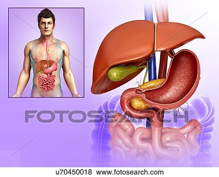 Stock Photo - Male liver and stomach anatomy, illustration. Fotosearch