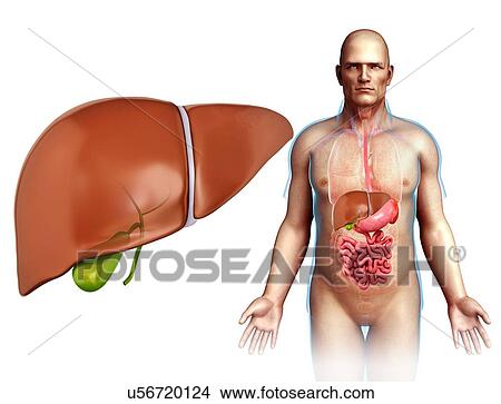 Picture - Male liver, illustration. Fotosearch
