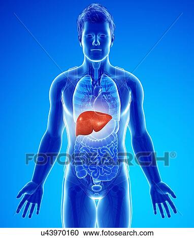 Male liver, illustration View Large Photo Image Stock Image - Male liver, illustration. Fotosearch