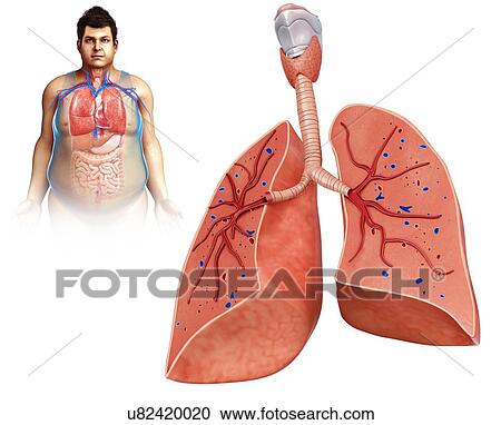 Stock Image - Male lung anatomy, illustration. Fotosearch