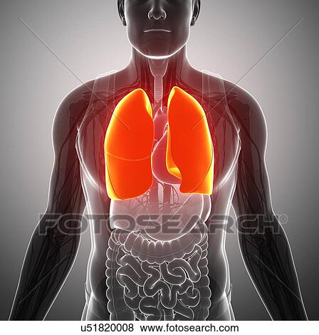 Stock Photo - Male lungs, illustration. Fotosearch