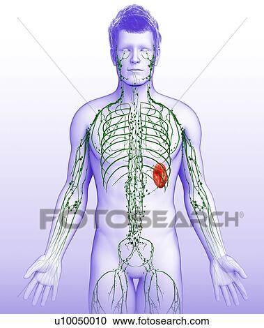 Male lymphatic system, illustration View Large Photo Image Stock Image - Male lymphatic system, illustration. Fotosearch